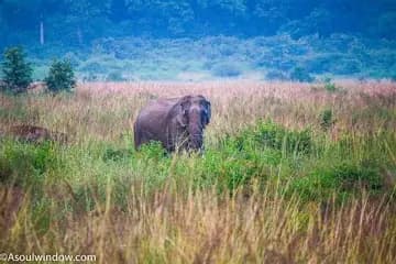 Jhirna Safari Zone